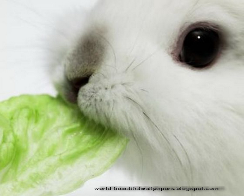 Cute White Bunny Rabbit