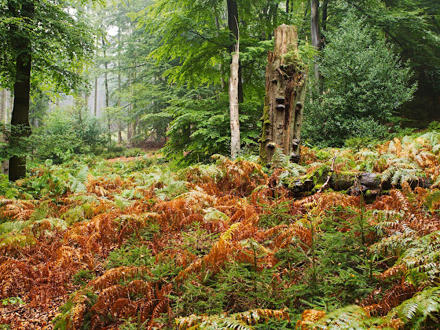 Regen im Wald