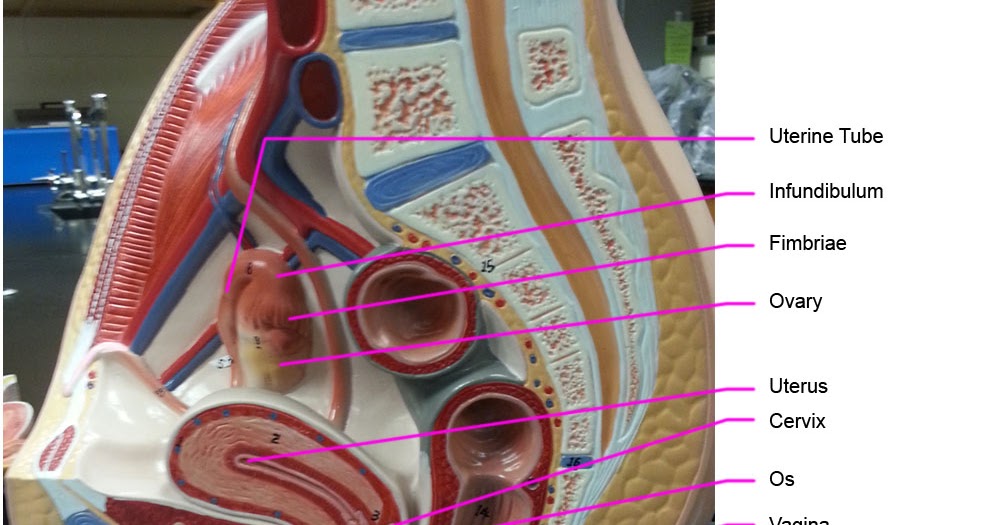 Duda's Epic Quest To Epicness: Gross Anatomy of the Female Reproductive System