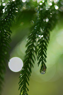 Closeup of dew on Norfolk Island Pine with bokeh