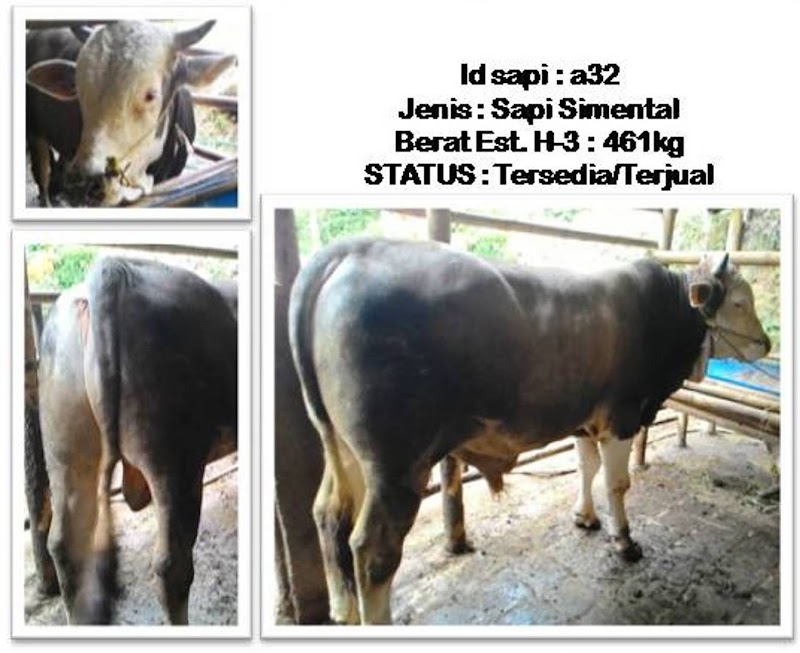 44+ Status Wa Qurban, Tergokil!