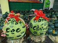 Dưa hấu chốt cọc,công chứng (Tết)