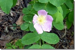 Pink wild rose