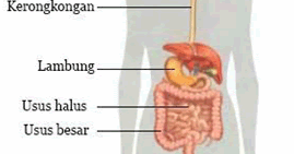 Penjelasan dan Gambar sistem pencernaan pada manusia