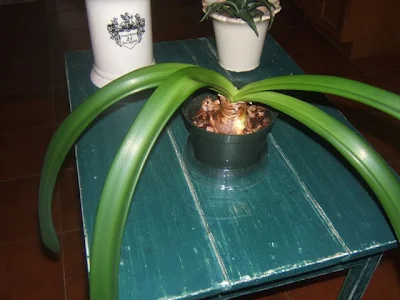 Amaryllis Tips