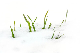 Green leaves popping up out of the snow.