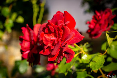 Red Roses © Popi Kmb