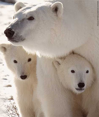 two cute polar bear with mother on snow