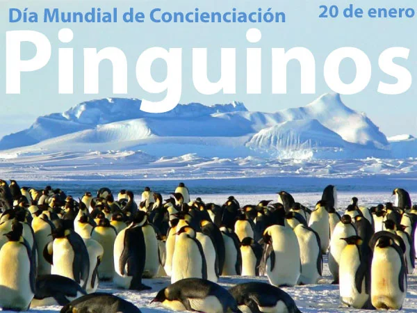 Día De La Concienciación Por Los Pingüinos: Conozca este importante día