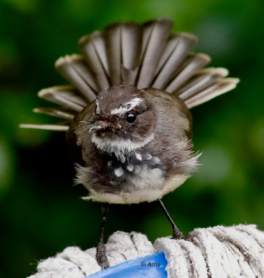 Spot-breasted Fantail