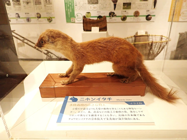 日本鼬鼠。在松之山地區的鄉村地區也很常見。