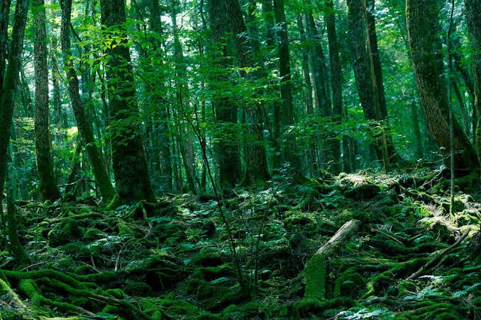 Aokigahara, The Suicide Forest