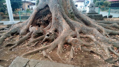 相模原上九沢八坂神社の大木