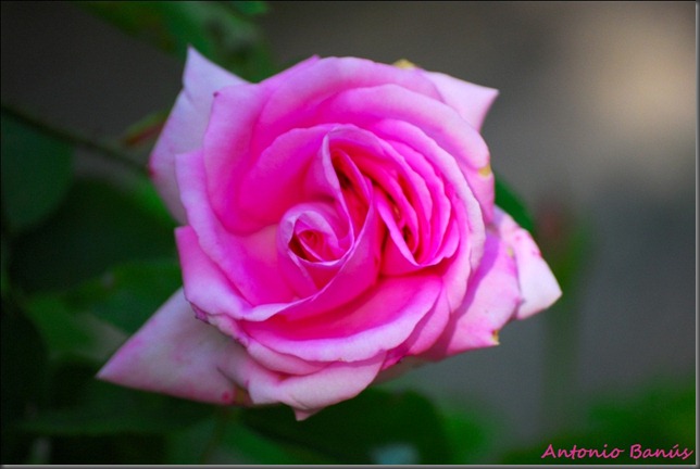 2 DSC_9086 X2