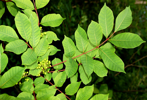 poison sumac vine. Poison Sumac