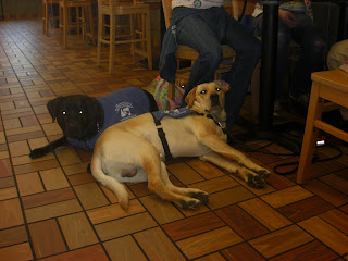 Picture of Toby in a down-stay inside Wendy's. He is beside Duchess and Cassie is behind him