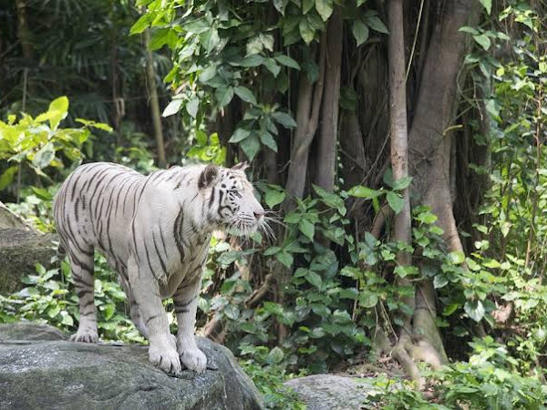 KISAH PERSAHABATAN  HARIMAU DAN HUTAN