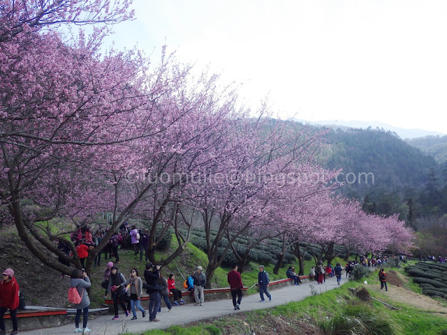 Wuling Farm cherry blossoms