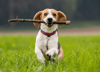 Todo sobre la raza de perros Beagle