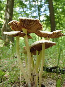 Mazury, Bełdany, grzyby czerwcowe, Łuszczak zmienny, Kuehneromyces mutabilis, gnojanka żółtawa, Bolbitius titubans, krowiak podwinięty, olszówka, Paxillus involutus, kołpaczek dzwonkowaty, Panaeolus sphinctrinus