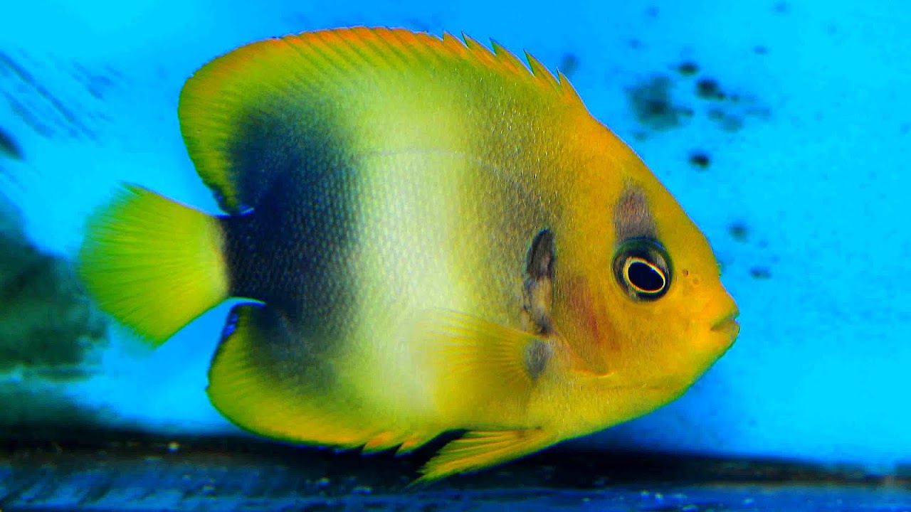What Fish Live In The Atlantic Ocean