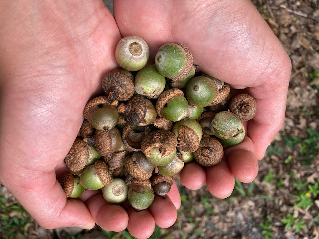 Two palms holding many acorns.