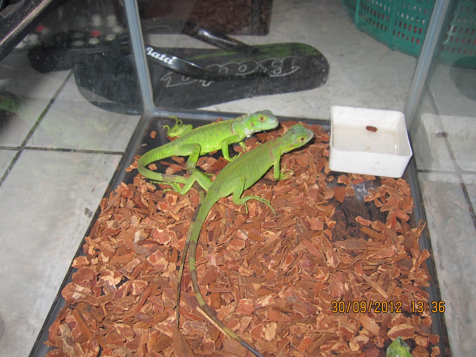 iguana peru dewasa