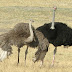 Amazing Facts of Ostrich - The Largest Bird of World