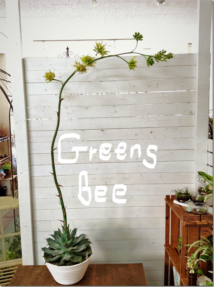 植物baka Bee店長のネタのタネ アガベ 雷神 の花が咲きました