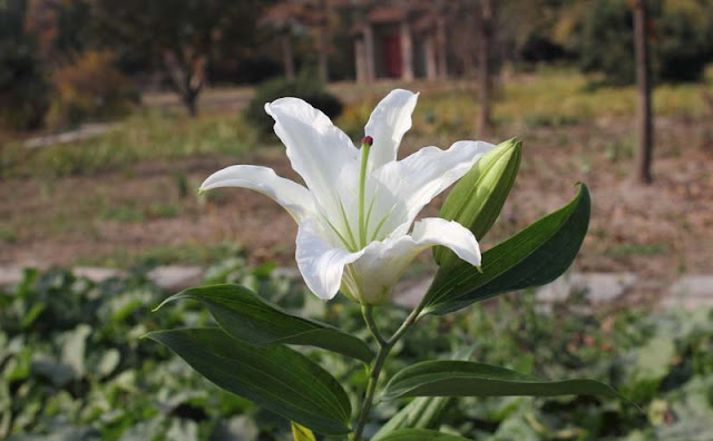 Lily Flowers Pictures