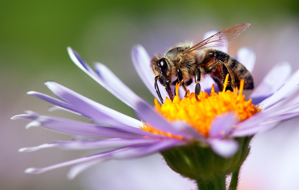 Entenda a importância das abelhas e outros polinizadores para as culturas alimentares do mundo