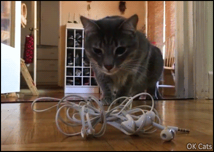 Crazy Cat GIF • Hilarious fearful cat startled by evil earphones doing a huge backflip. Funny cat-likes reflexes