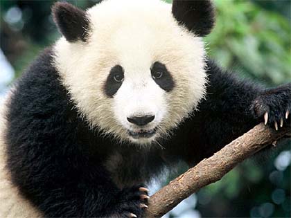 Panda on Fotos Del Oso Panda Gigante   Especie De Mam  Fero Del Orden