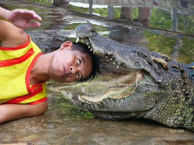 Crocodile stunts