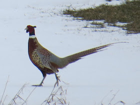 male ring-necked pheasant