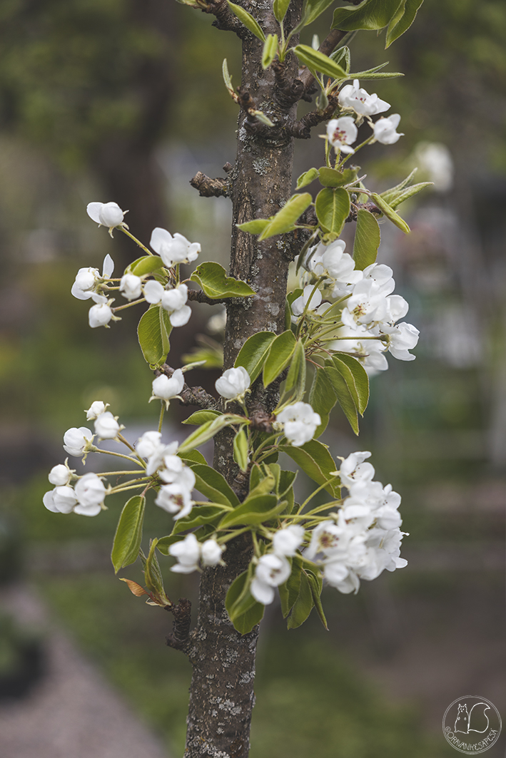 Oravankesäpesä siirtolapuutarha päärynä Pyrus communis 'Aune' päärynäpuu päärynäpuun kukinta