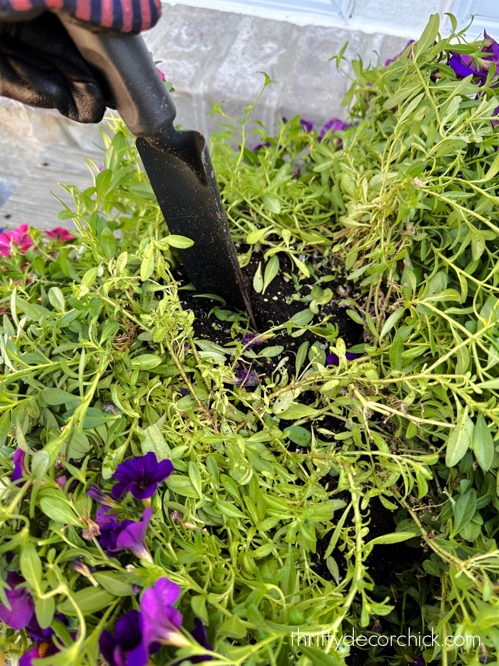 splitting annual hanging flowers