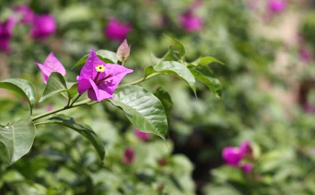 Bougainvillea Flowers Pictures