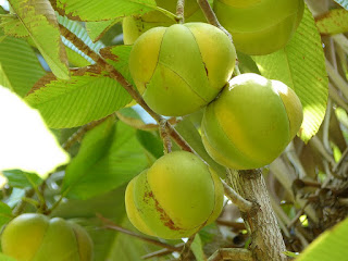 Baboul - Graine bourrique - Dillenia indica - Pomme d'éléphant