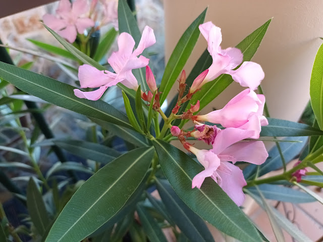 Adelfa (Nerium oleander L.).