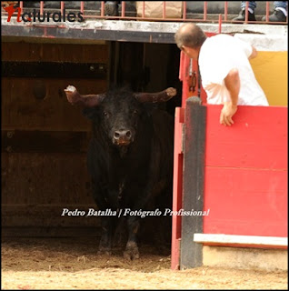 As imagens da Corrida de Toiros em Almeirim por Pedro Batalha