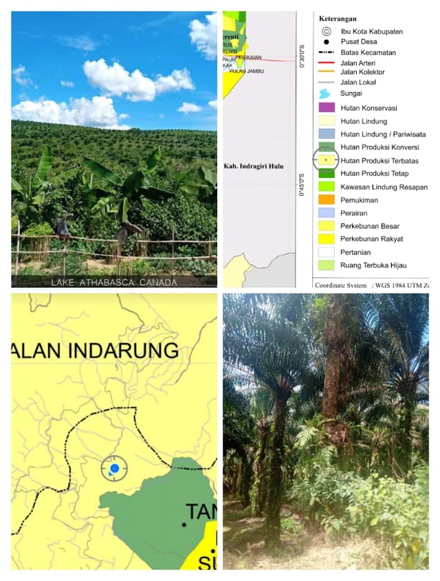 Korporasi Kebun Sawit Disulap Jadi Koperasi Ilegal