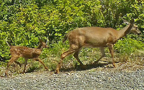 Mama and Baby Deer