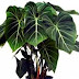 PHILODENDRON