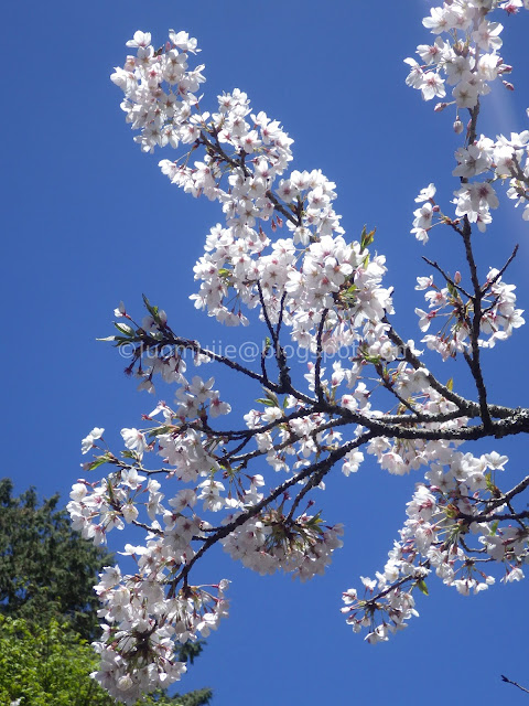 Alishan cherry blossom