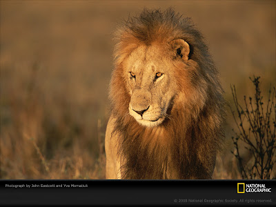 lion wallpaper. Geographic Lion Wallpaper