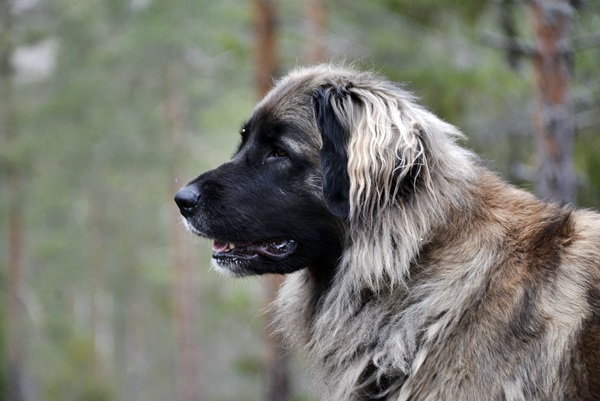 leonberger