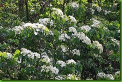 clip_image007