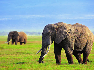 foto de elefantes en bella naturaleza  