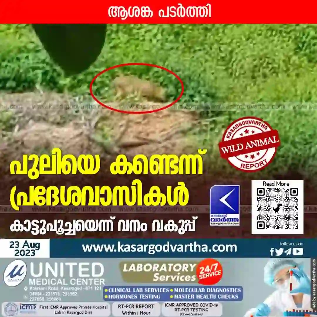 Kumbla, Kodiyamma, Tiger, Kanathoor, Forest, Kerala News, Malayalam News, Locals say they saw tiger.